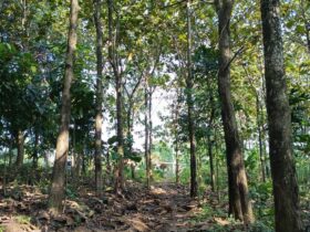 Hutan Lindung di Indonesia: Fungsi, Persebaran, dan Tantangan Pelestariannya