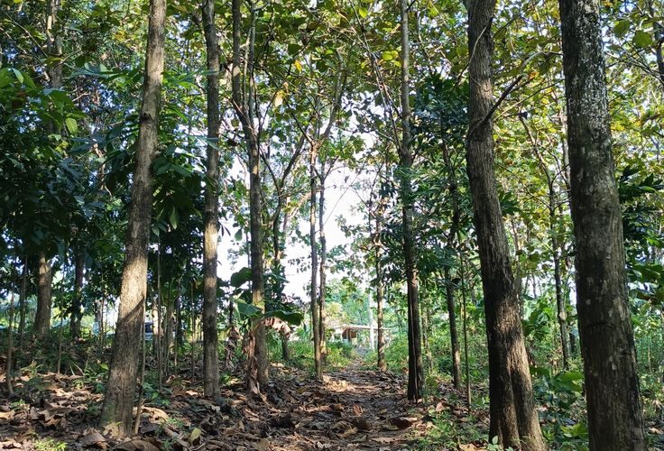 Hutan Lindung di Indonesia: Fungsi, Persebaran, dan Tantangan Pelestariannya