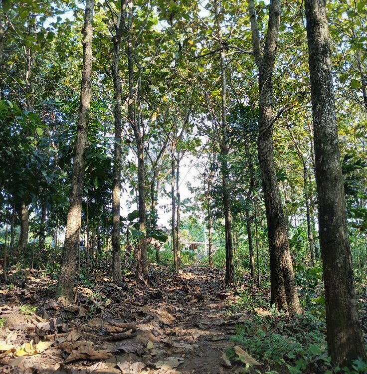 Hutan Lindung di Indonesia: Fungsi, Persebaran, dan Tantangan Pelestariannya