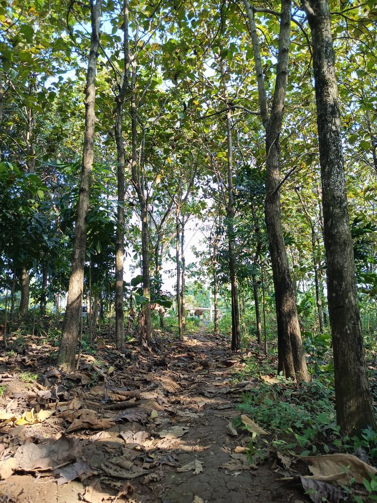 Hutan Lindung di Indonesia: Fungsi, Persebaran, dan Tantangan Pelestariannya